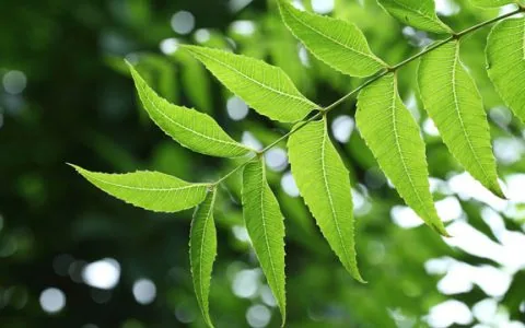 印楝粉的好处和用法——奇妙的叶子