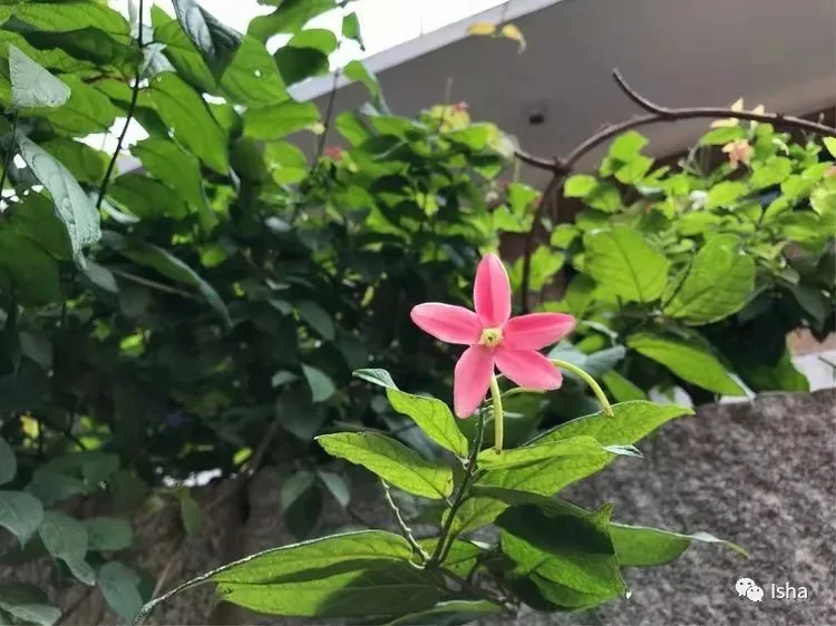 Isha哈他瑜伽教师培训随笔(一)丨2018年8月